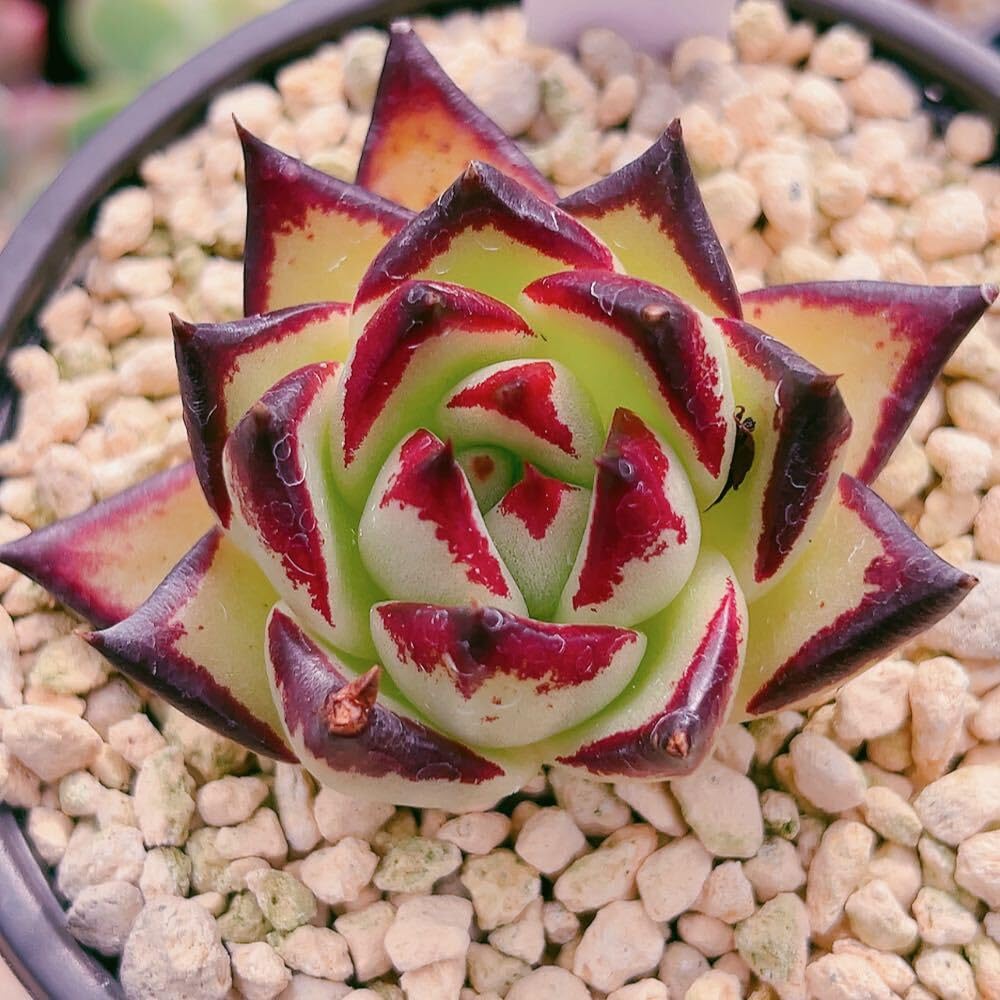 Amazon.co.jp: A！！多肉植物 エボニー黒檀 韓国苗 美苗 農園直売 観葉  