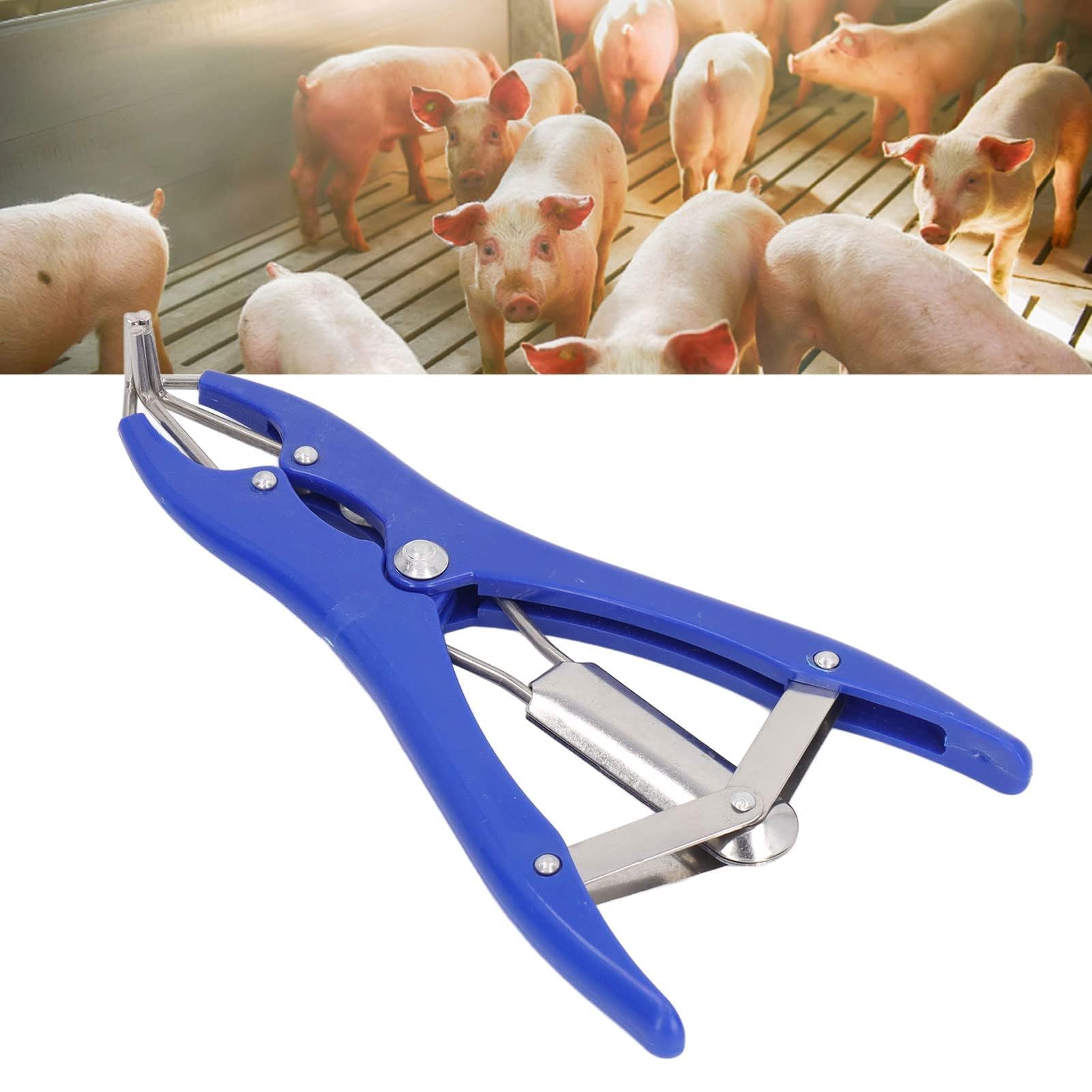Kit Professionale per Castrazione 1 Pinza Elastrator in Plastica Durevole 100 Anelli Elastici di Gomma Rossa, per Ovini, Caprini e Suinetti Strumento per Allevamento e Uso Veterinario
