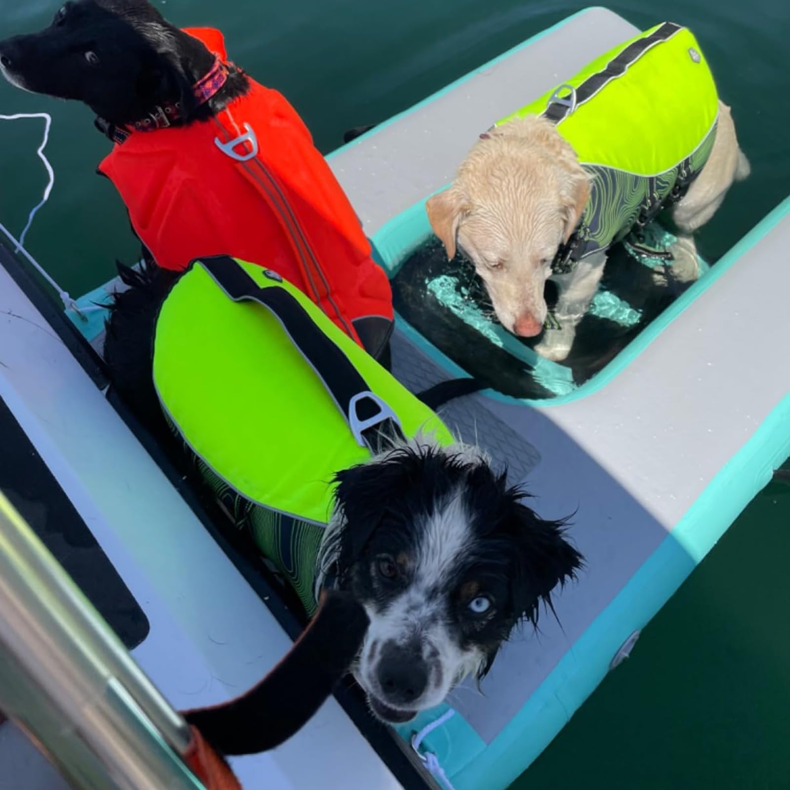 Plateforme aquatique pour animaux pour baignades en mer