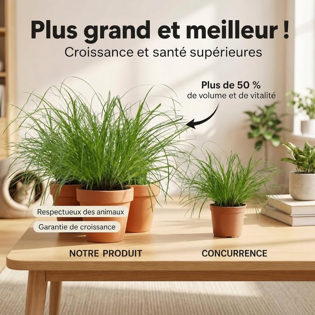 Lot de 7 plantes “Herbe à chat”, +/- 20–30 cm, ø 10–15 cm pot, 7x Herbe à chat pour la maison et le bureau, non toxique & sans danger pour les animaux, qualité du professionnel des plantes