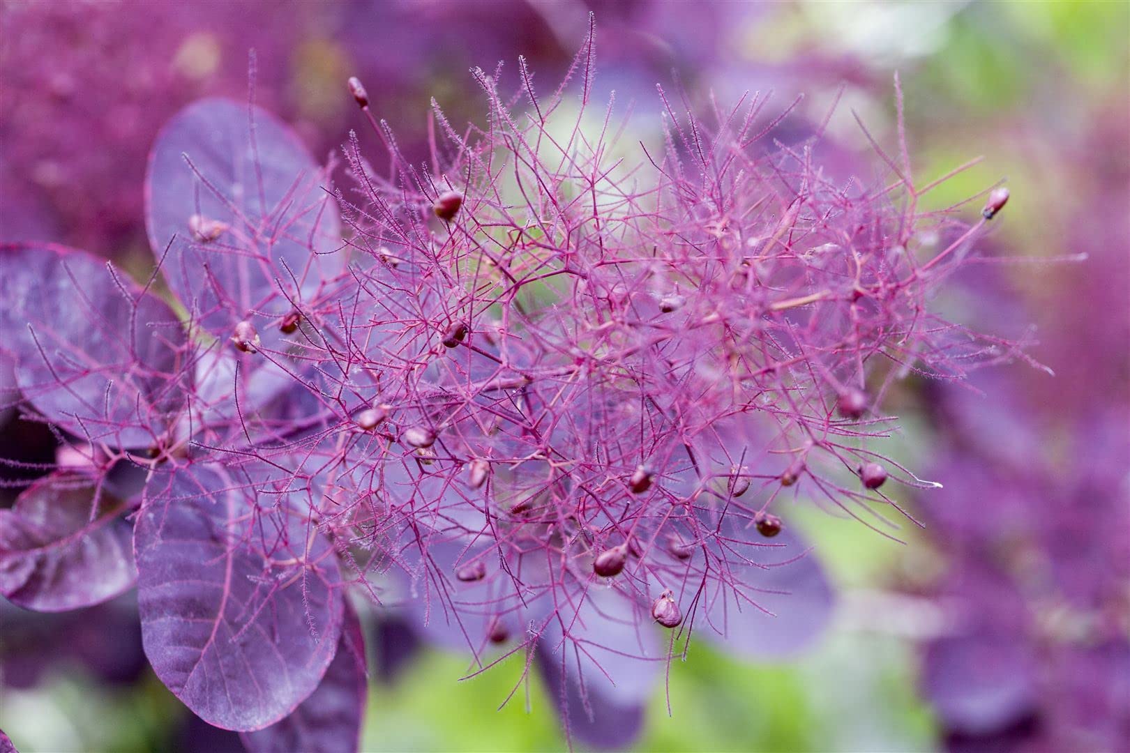 Perückenstrauch Cotinus coggygria Royal Purple 80-100 cm winterhart | Sonnig bis halbschattig, dekorative Blattfärbung, schnittverträglich, ideal für Einzelstellung, Beet und Vorgarten