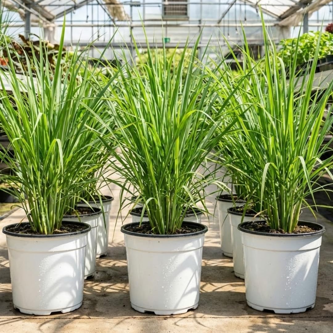 Amazon.com : Potted of 2 Lemon Grass Live Plants, Indoor Outdoor