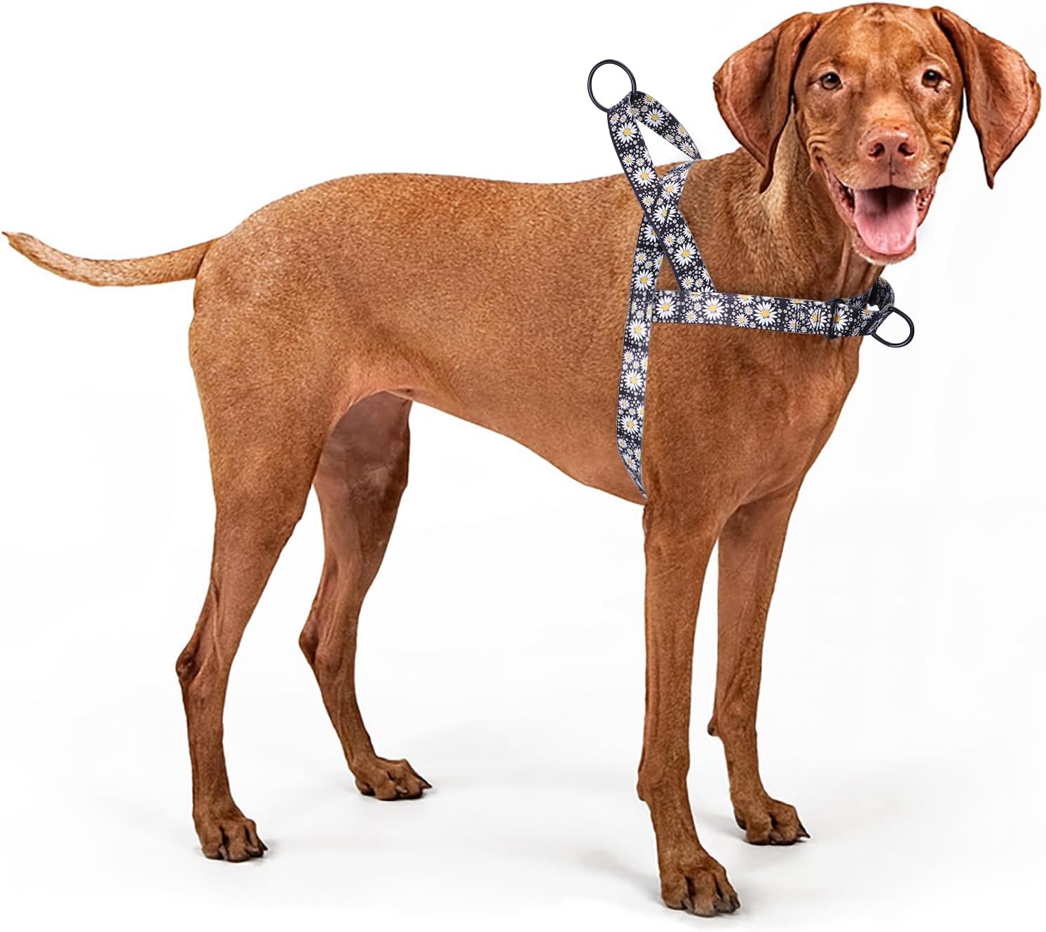 No Pull Dog Harness for Easy Walk, Floral Pattern Female Safety Nylon Training Collar for Puppy Small, Medium, and Large Dogs (Daisy, XS)