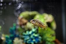 Review Image by Bryan Star