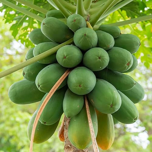 Miniatura 2 de QAUZUY GARDEN 10 semillas de árbol de papaya enano, reliquia y frutas dulces sin OMG, fáciles de cultivar, bajo mantenimiento, crecimiento rápido,