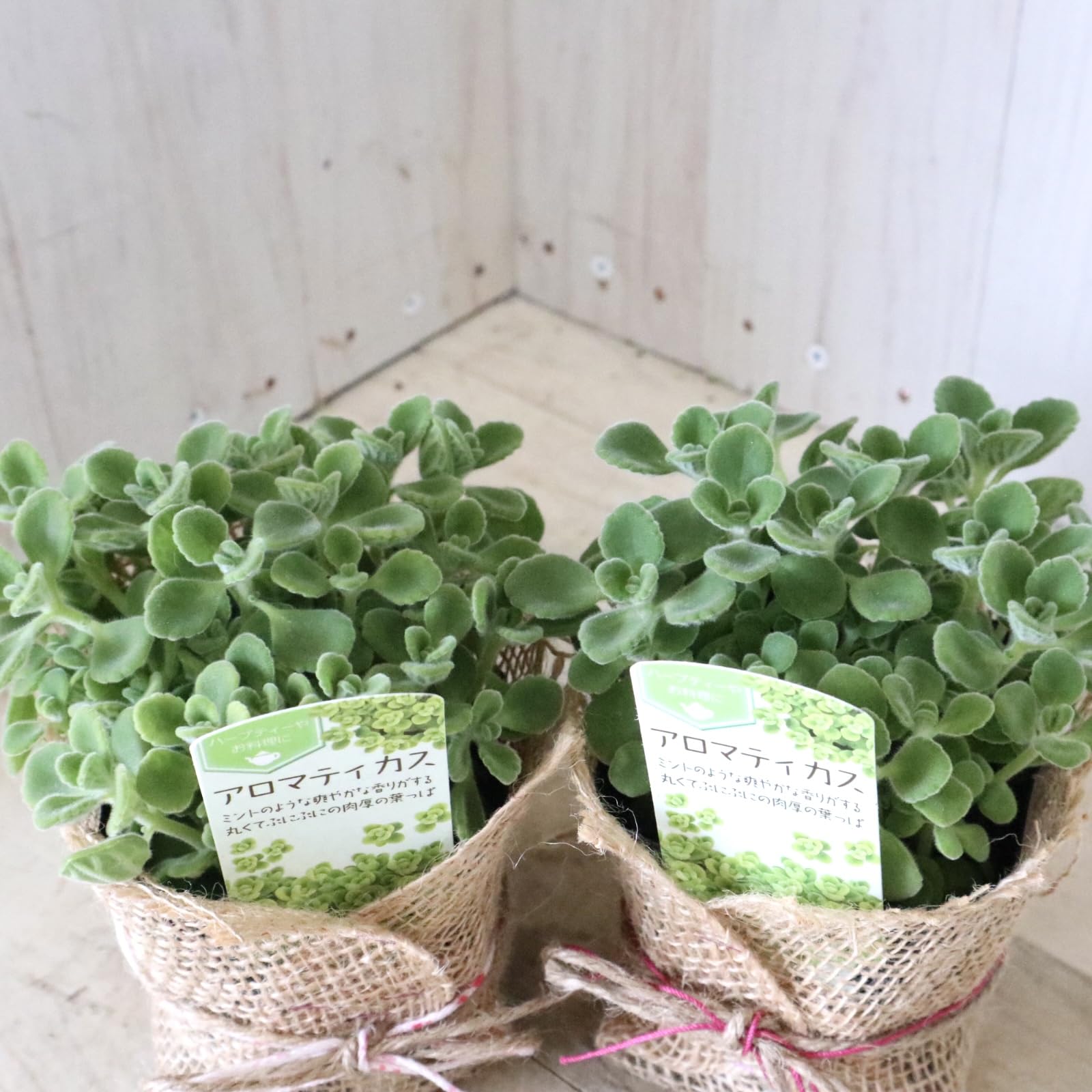 Amazon｜2ポットセット 香る 多肉植物 アロマティカス ハーブ