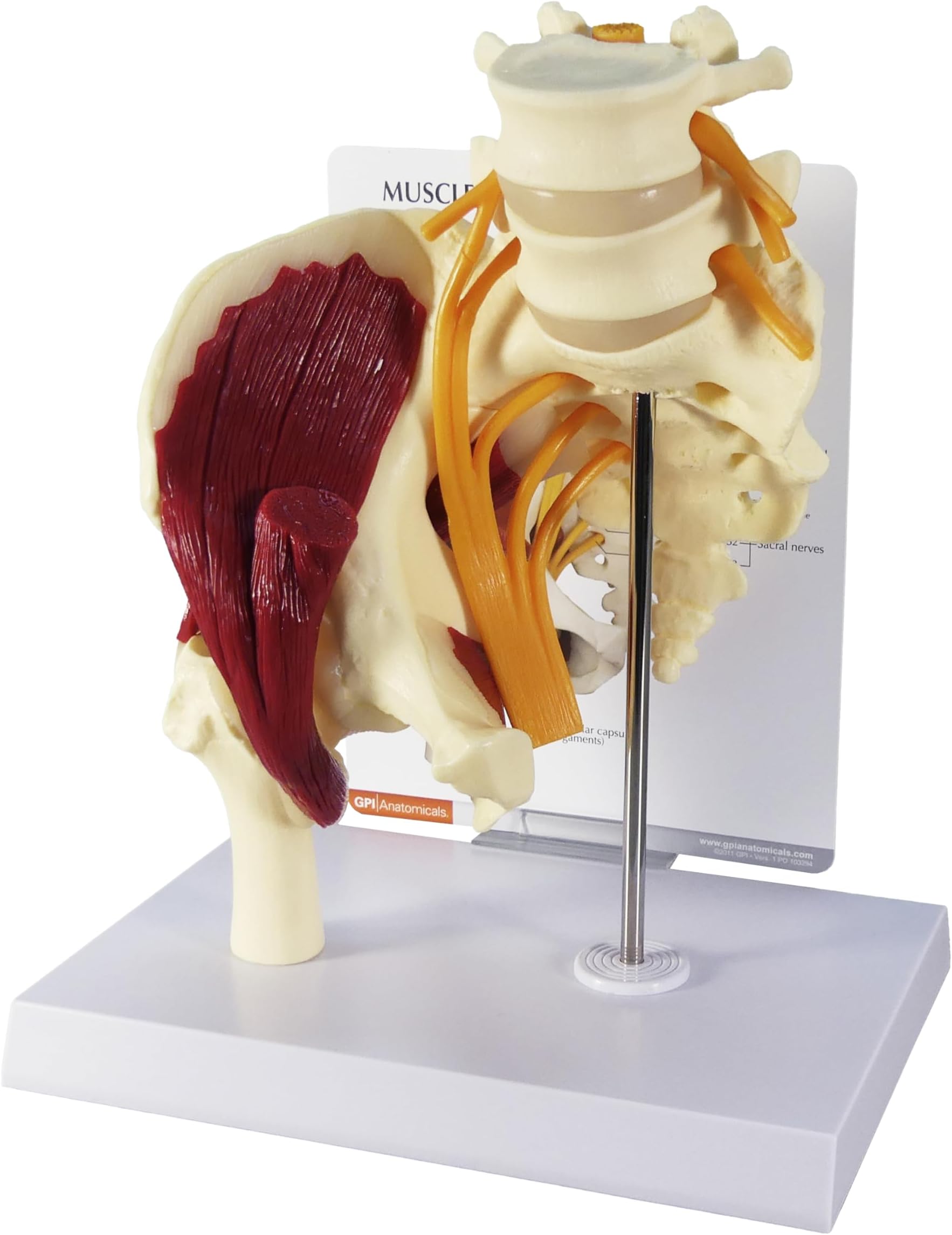 GPI Anatomicals - Muscled Hip Model, Replica of Right Hip Joint with Sciatic Nerve and Muscles for Human Anatomy and Physiology Education, Anatomy Model for Doctor's Office, Medical Learning Resources