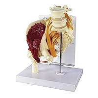 Vista 9 de GPI Anatomicals - Modelo de vértebras de 5 piezas con sacro, modelo de columna vertebral para la educación en anatomía y fisiología humana
