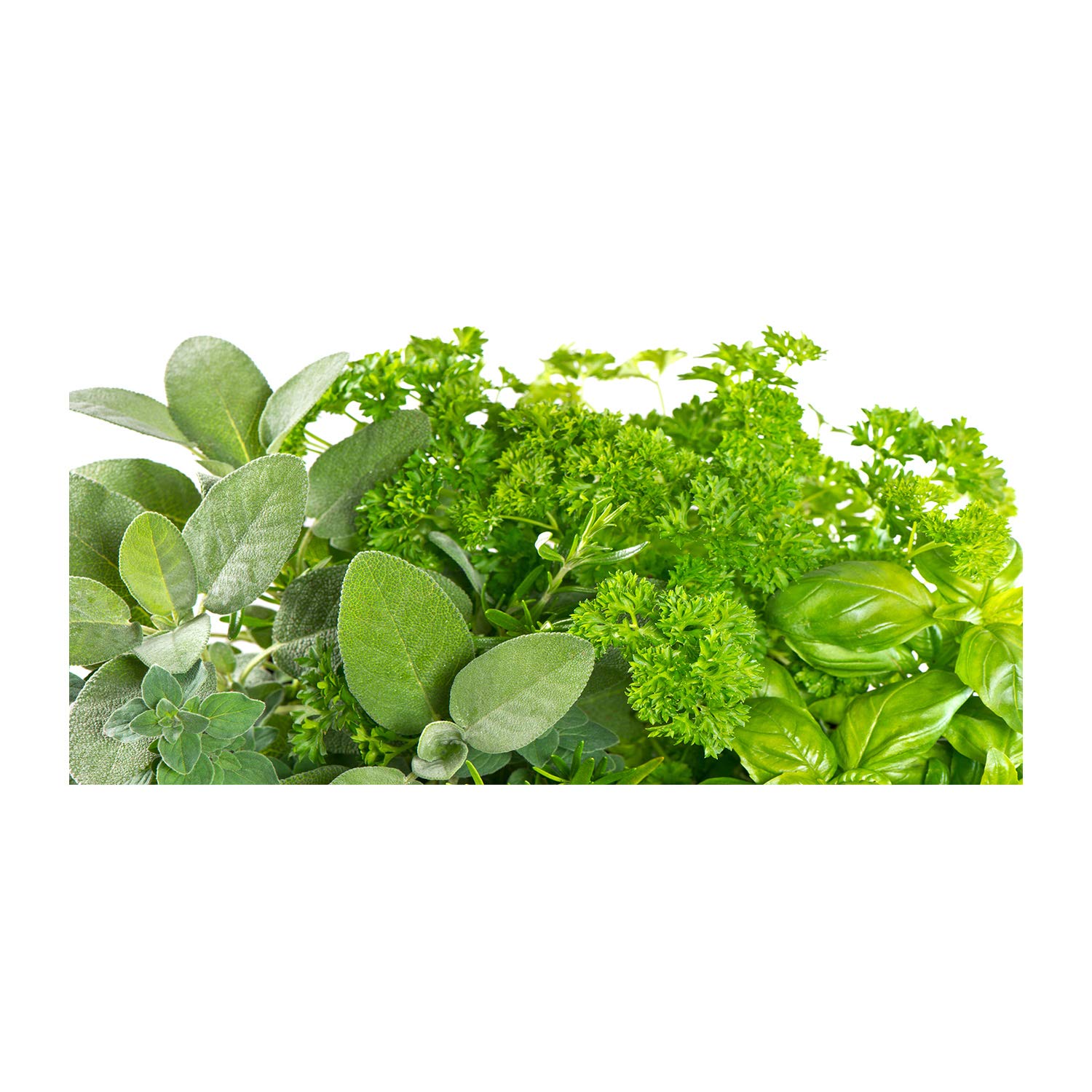 Image verre plastique herbes vertes pour une cuisine lumineuse