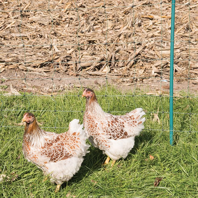 Two chickens in a grassy field, with a green electric fence post visible in the background.