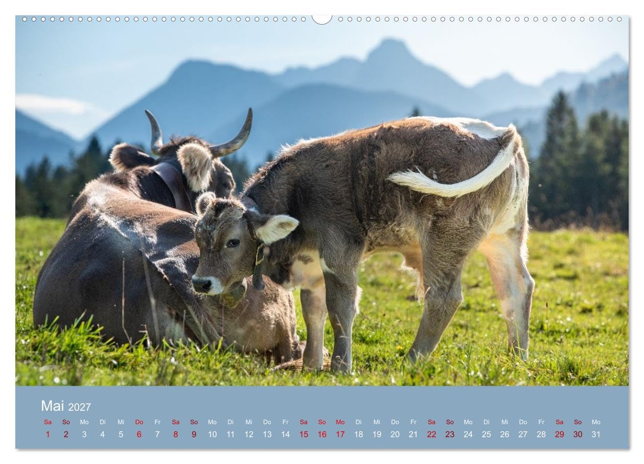 Allgäuer Rindvieh 2027 (hochwertiger Wandkalender 2027 DIN A2 quer), Kunstdruck in Hochglanz: Ein Kalender für alle Allgäu- und Kuhliebhaber. (CALVENDO Tiere)