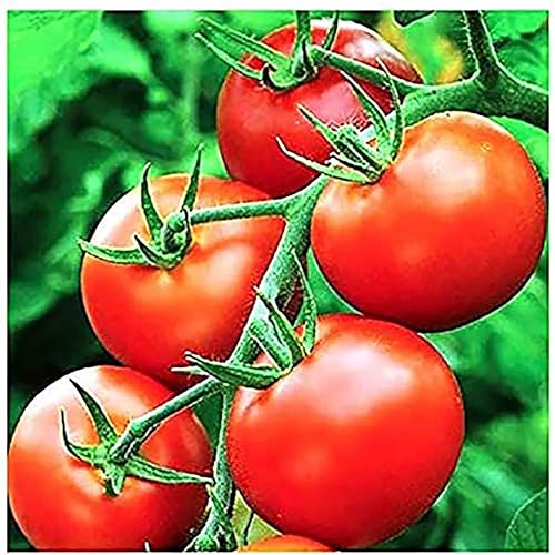 Miniatura 1 de Moneymaker Semillas de tomate para plantar, grandes y jugosas, uno de los tomates más deliciosos para el cultivo en casa, semillas de vegetales para