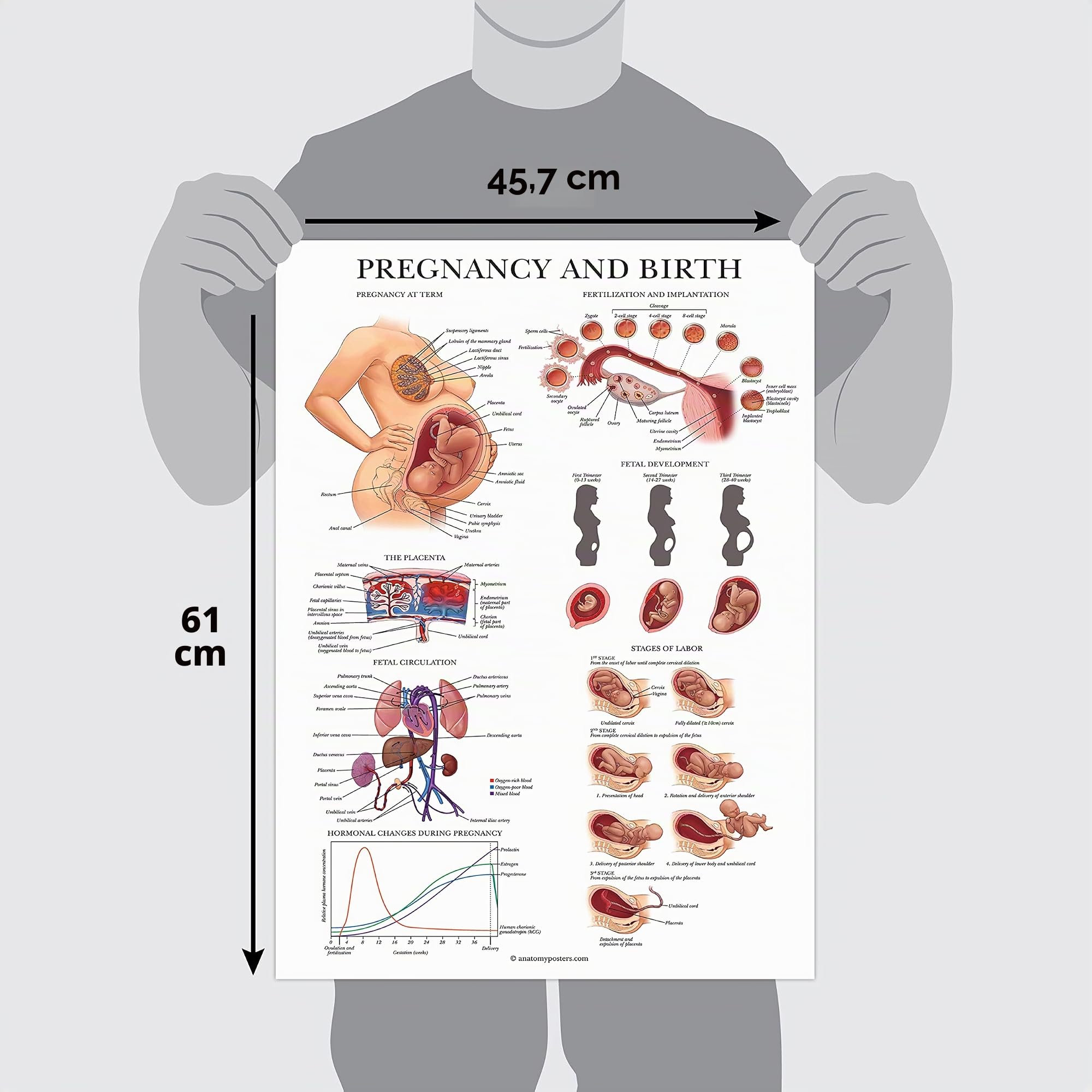 Lot de 2 affiches sur les positions de travail et d'accouchement + tableau d'anatomie de la grossesse – Éducation à l'accouchement pour Doula, sage-femme ou travailleuse de naissance – 45,7 x 61 cm –