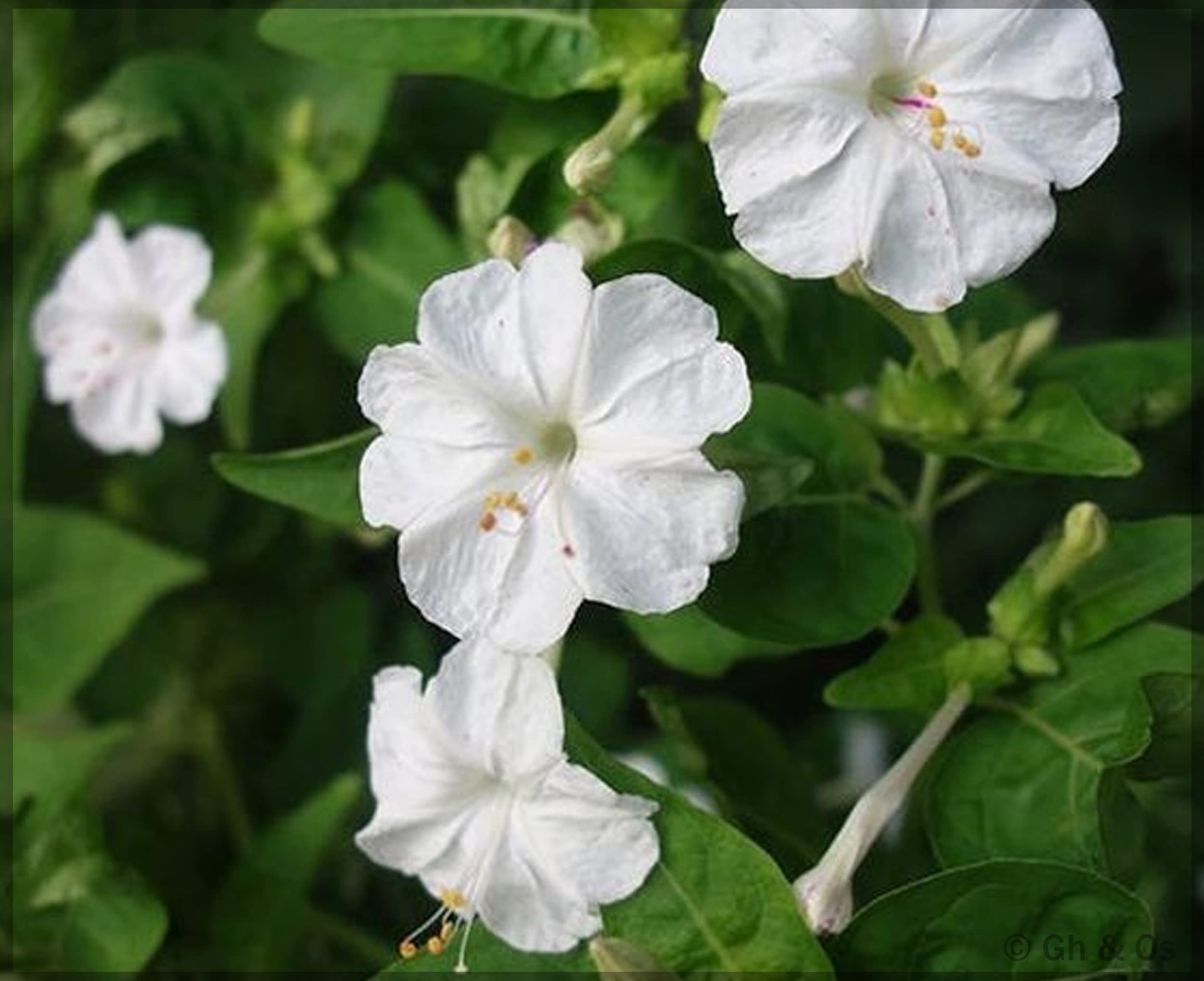 4O Clock / Four O Clock White (Mirabilis jalapa) Flower Seeds (Pack of 10+ Seeds) - GardenHunt (B0B94PFR84) Amazon Price History, Amazon Price Tracker