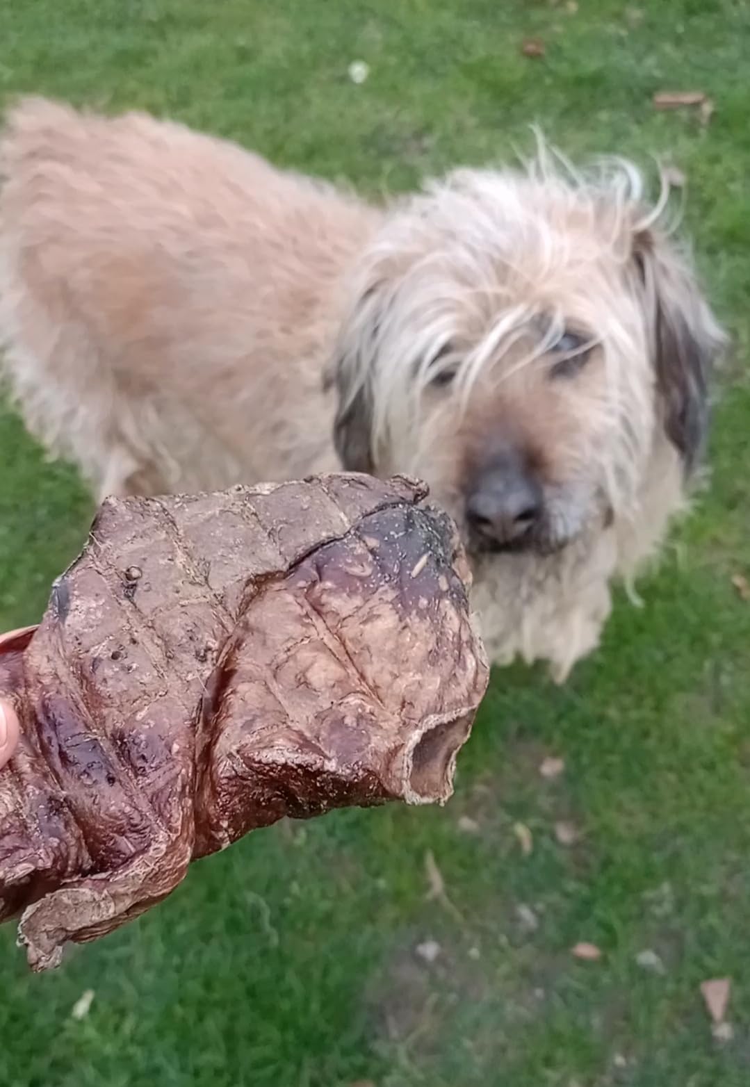 Lobe de Cheval séchée pour Chiens – 1 kg – Friandises hypoallergéniques pour Chien – Article à mâcher pour Chien – Viande déshydratée pour Chiens – Temps de Mastication – Friandises pour Chien