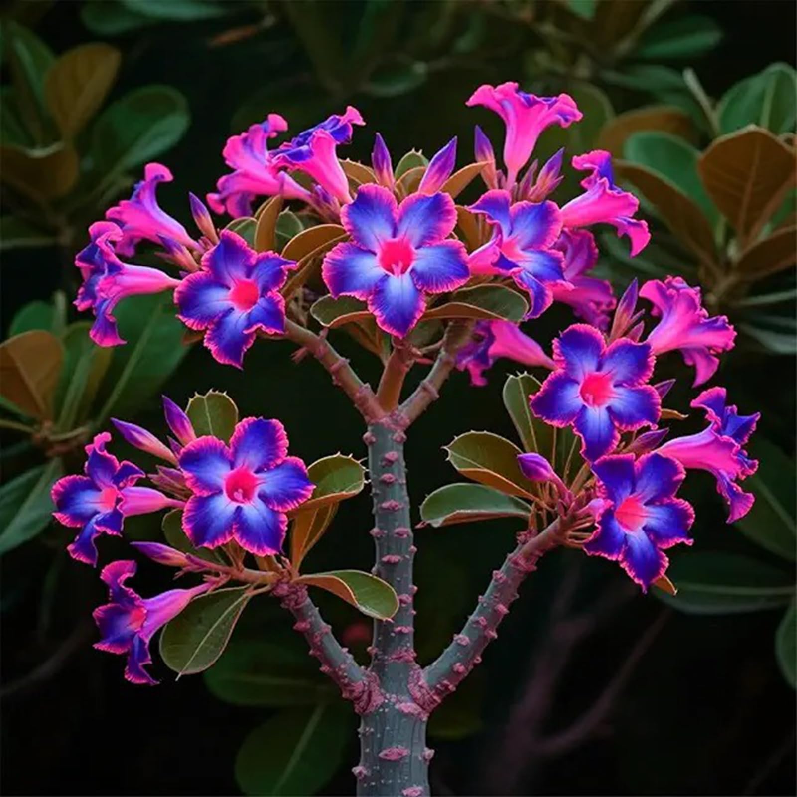 Hardy Perennial Desert Rose Planting Seeds-(Adenium Obesum), Professional for Beautiful Garden Displays-40-B