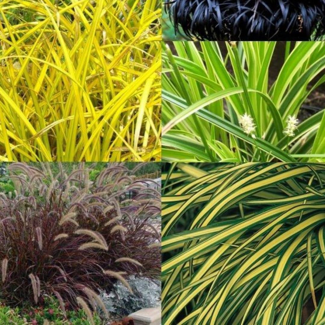 4 Assorted Grasses Ornamental Live Plants Seedlings Well-Rooted, Size 5 to 9" Perennial Hardy Ornamental Grass Plants, Mixed Colors (Mixed 4 Random Grasses - 4)