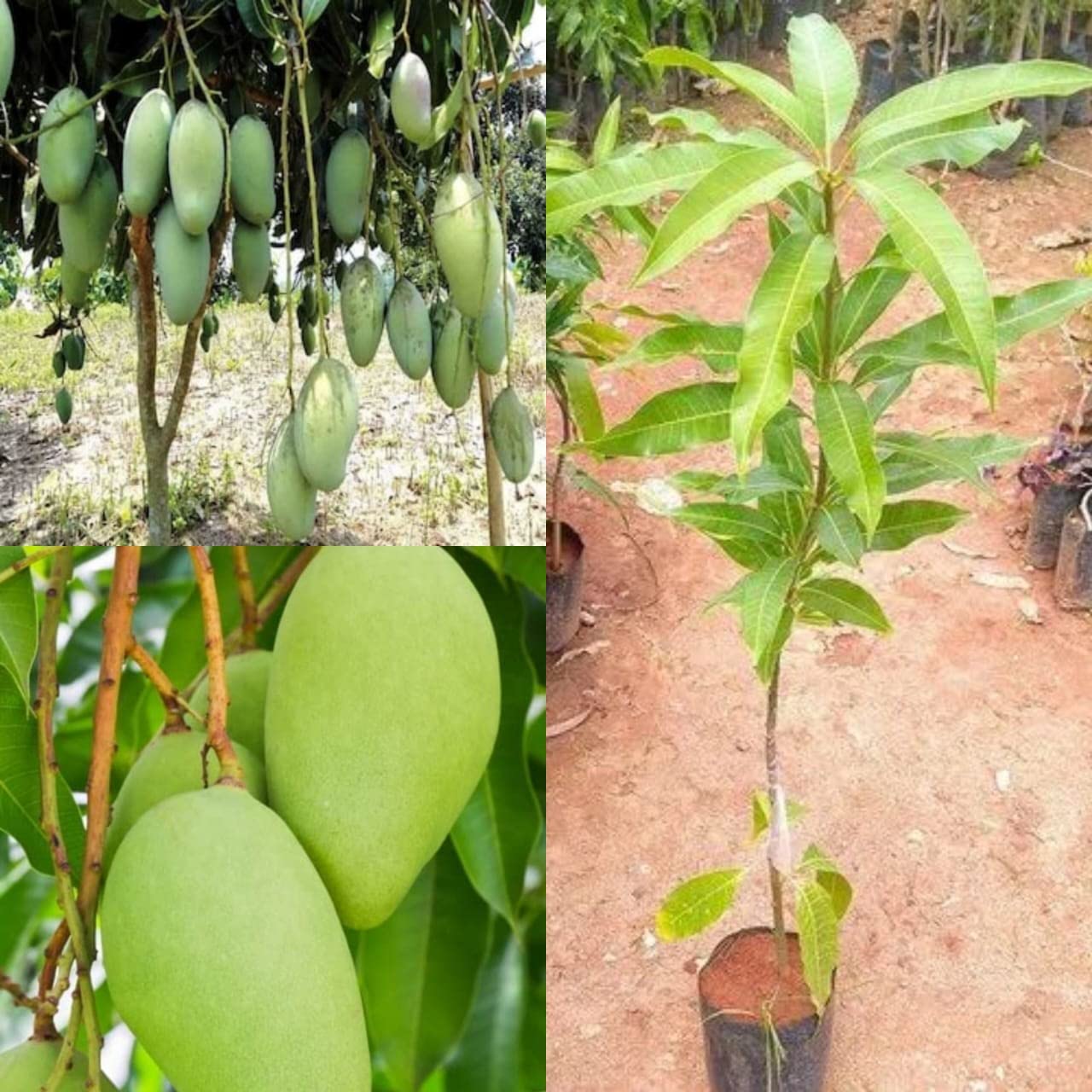 See full amazon price history chart for Natura GreenHouse Katimon Mango Plant Thai Katimon Grafted mango Plant all season Mango Fruit Plants & Tree Natura GreenHouse Katimon Mango Plant Thai Katimon Grafted mango Plant all season Mango Fruit Plants & Tree (B0BSRT3ZM3) Amazon Price History, Amazon Price Tracker
