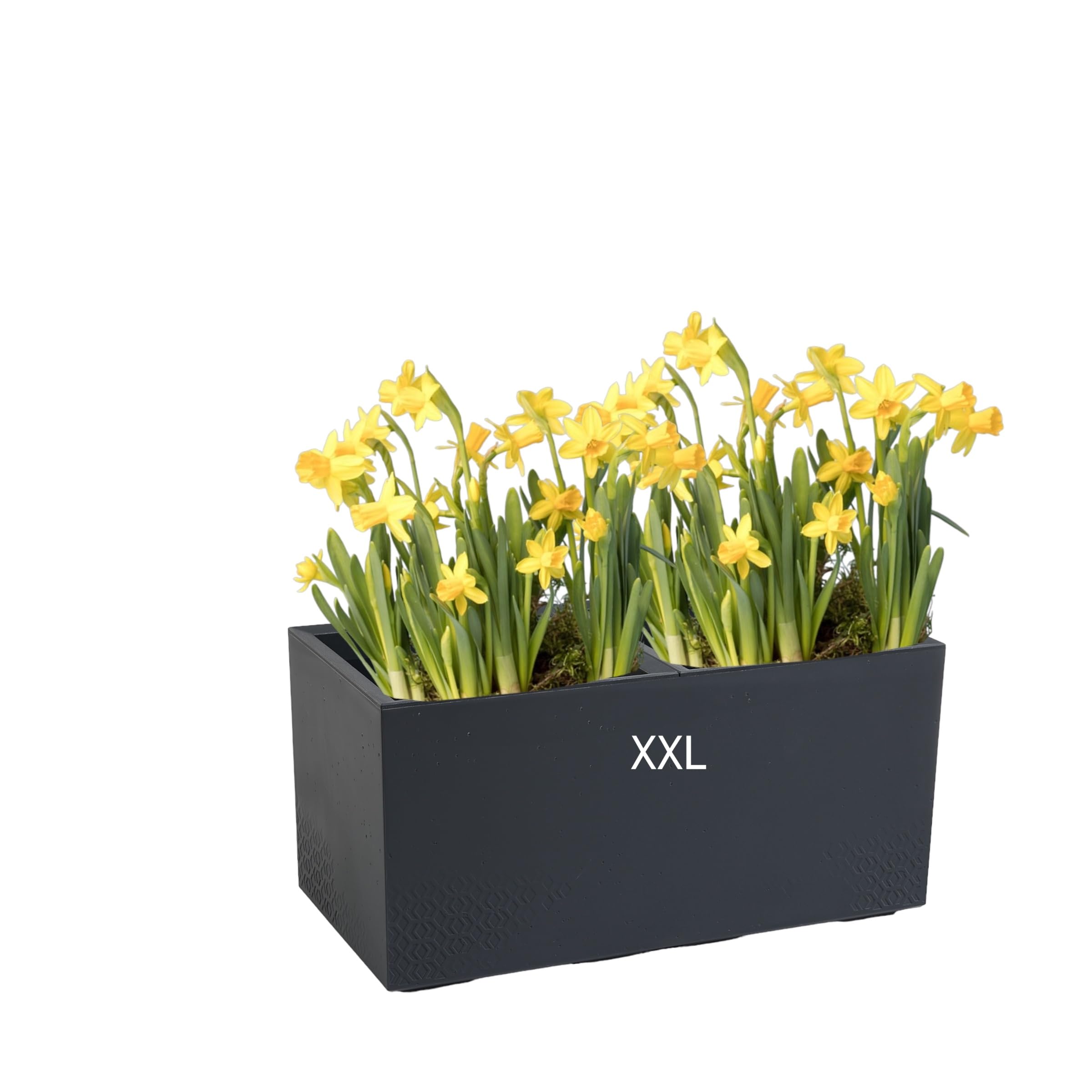 MELTOM Blumenkübel Blumentopf Quadratisch mit Rollen sehr Dekorativ Größe XL und XXL (Anthrazit, XXL)
