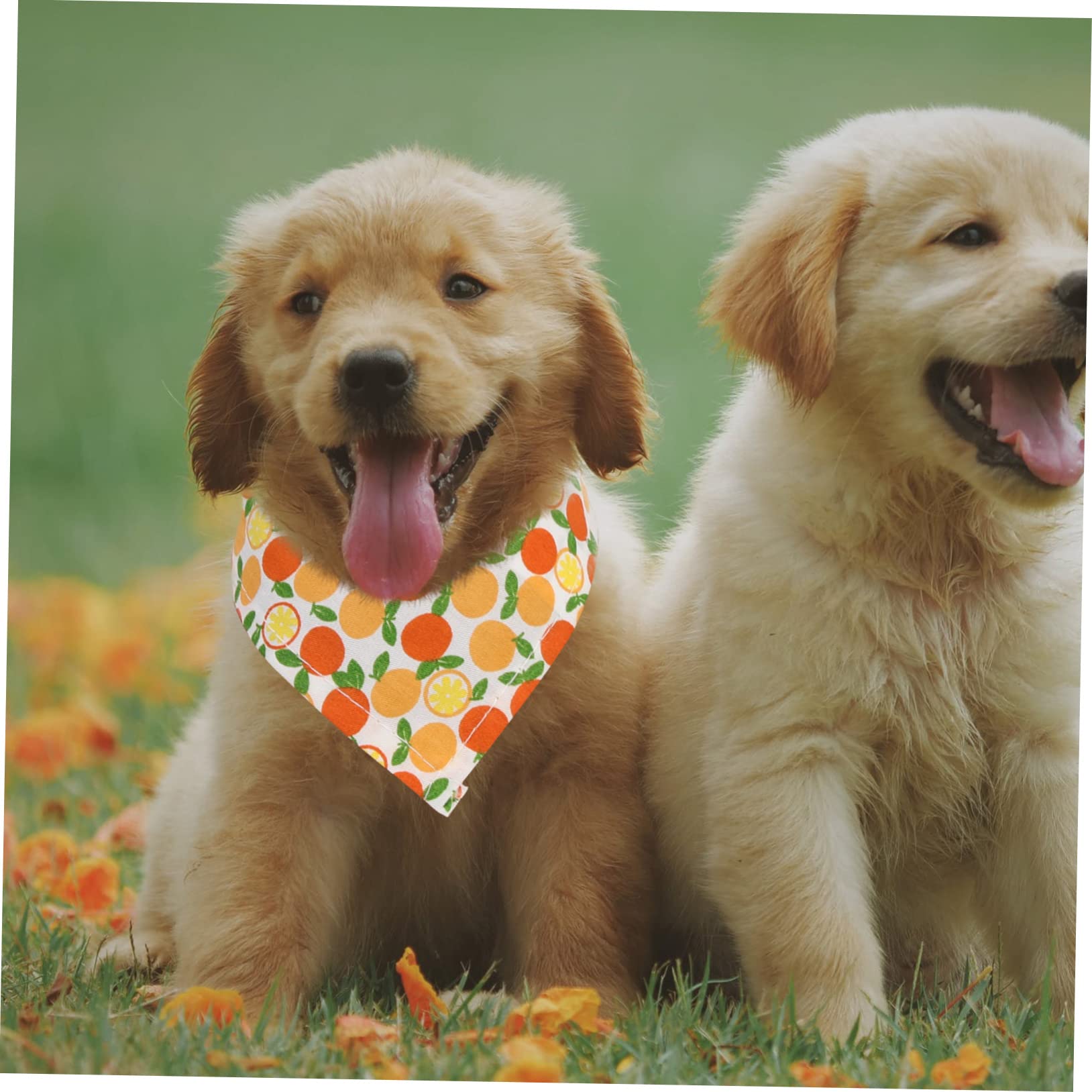 INOOMP 15pièces Bandanas Décoratifs pour Chiens Écharpes Résistantes pour Animaux De Compagnie Accessoires Et pour Et Sorties
