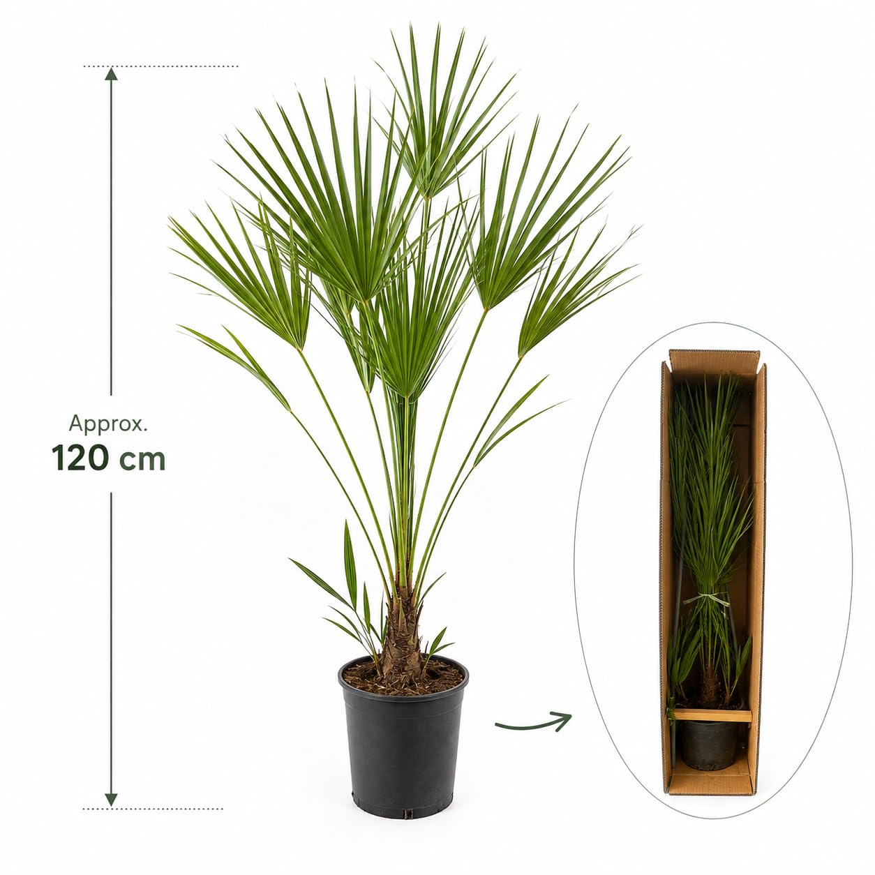 Chamaerops Humilis Palmier Nain Méditerranéen env. 120 cm