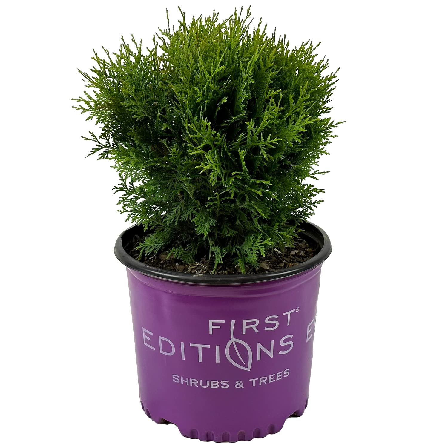 Amazon.com : Blooming & Beautiful - Planet Earth Arborvitae - 3