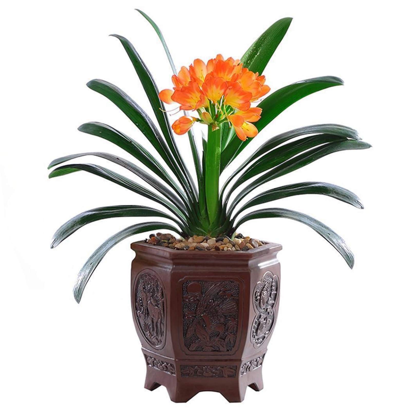 DFBTYG Green Garden Flower Plants-20/30/50Pcs Clivia Seeds Indoor Planting Fragrant Blooming Potted Bonsai Flower - 50Pcs Clivia Seeds