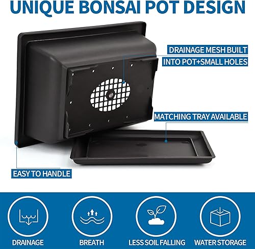 Miniatura 4 de Kit de inicio de bonsái, 5 semillas que crecen en abeto azul, boj chino, secuoya del amanecer, árbol de llama y árbol de Judas, incluye herramientas