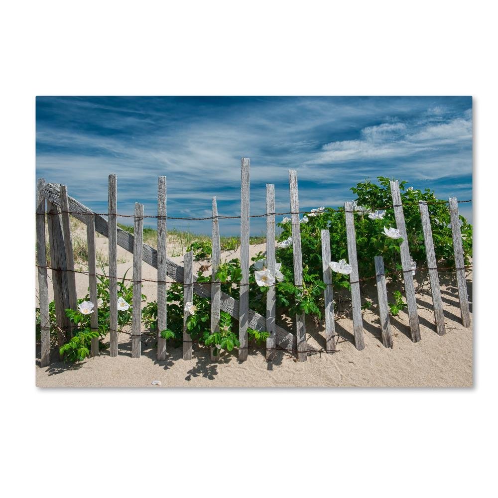 White Beach Roses by Michael Blanchette Photography, 16x24-Inch Canvas Wall Art