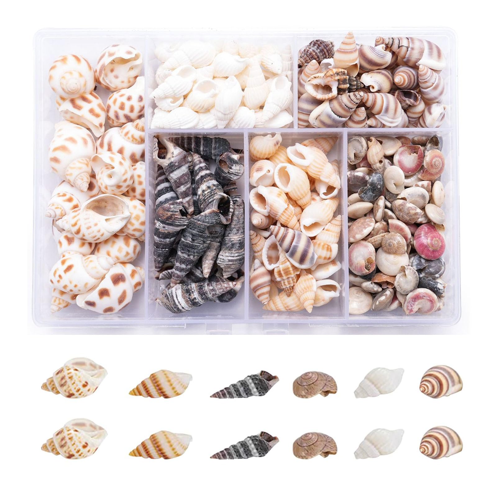 Funngy Small Sea Shells,100 Pcs Mixed Sea Shells Mini Mixed Sea Shells Decorative Sea Shells Crafts Sea Shells Ocean Theme Shells Beach Seashells For Diy Craft Making Wedding Decorations