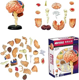 Study Model Brain Anatomical Model - 32 Detachable Parts Human Brain Anatomy Model Human Organ Anatomical Model - for Study Display Teaching Medical Model,Lab Equipment SaiFei