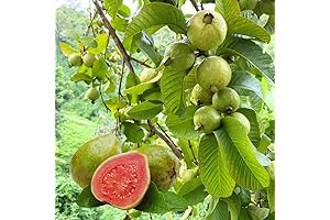 Pink Guava Tree Live Plant: The Sweet Taste of Summer