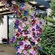 Clematis Pflanzen von Gardenersdream – Regenbogen Kletterpflanzen im Topf