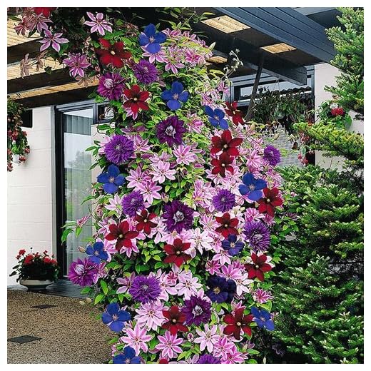 Gardeners Dream Clematis Regenbogen Winterharte Pflanzen - 4 x Farben Gemischte Dauerblüher Kletterpflanzen im Topf - Mehrjährige Stauden - Ideale Garten Pflanzen, Balkon Pflanzen & Kübelpflanzen