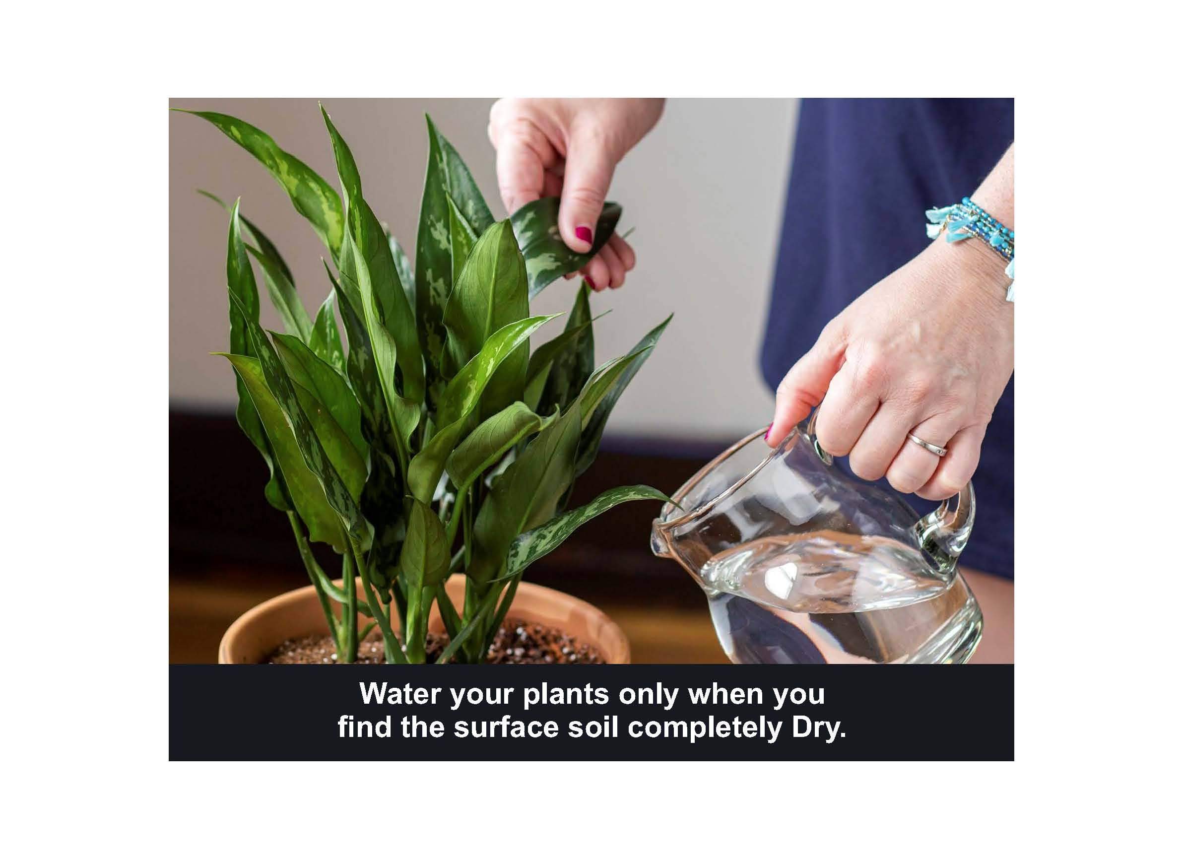 Khatarwale Organic Potting Soil Mix Fertilizer (1kg) Enriched with