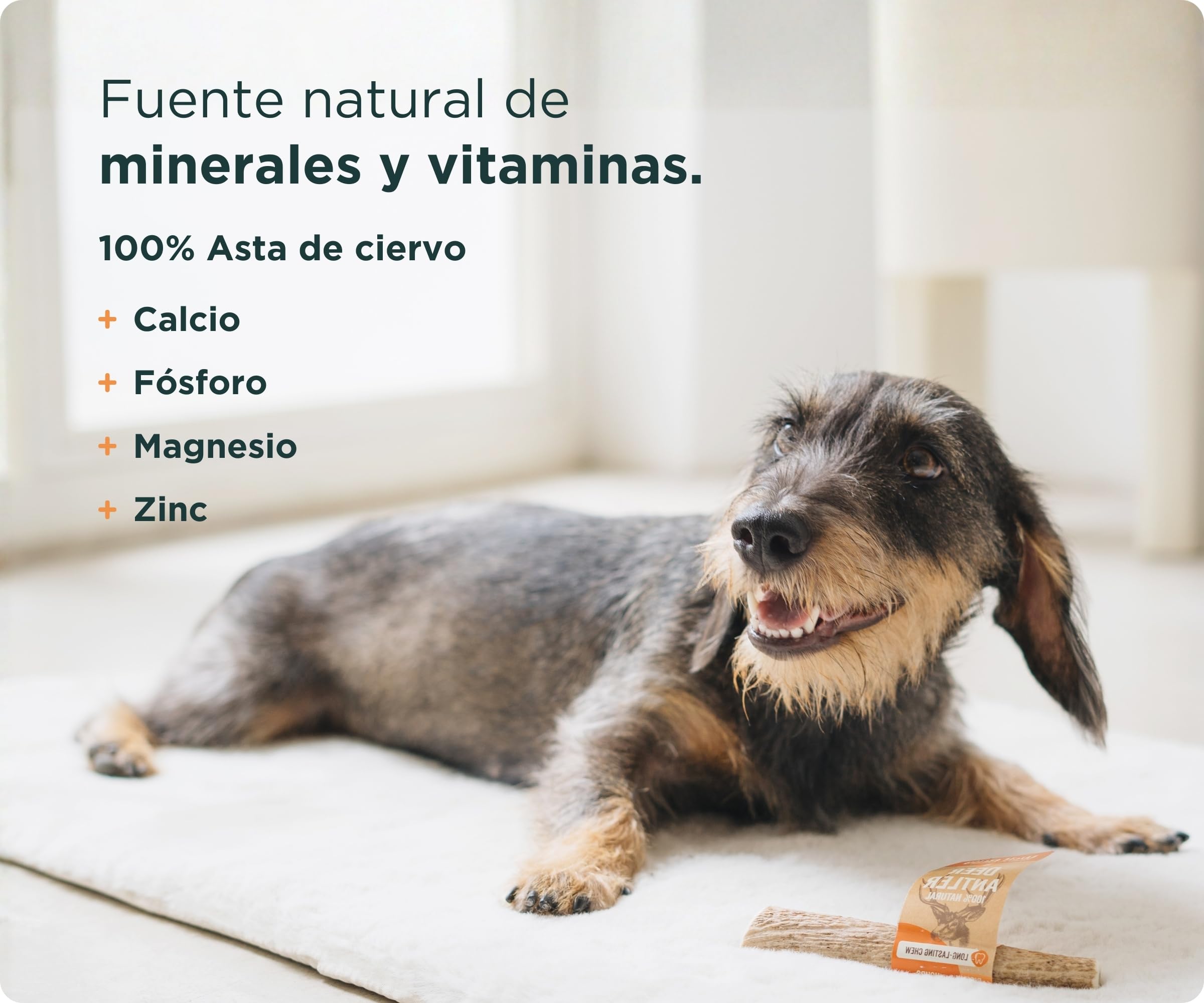Wolf Belly - Asta de Ciervo para Perros 100% Natural (Talla XL) Mordedor Seguro y Duradero | Reduce Sarro y Placa | Rico en Calcio y Proteínas | Calma Estrés y Ansiedad | Sin Olor - Hecho en España