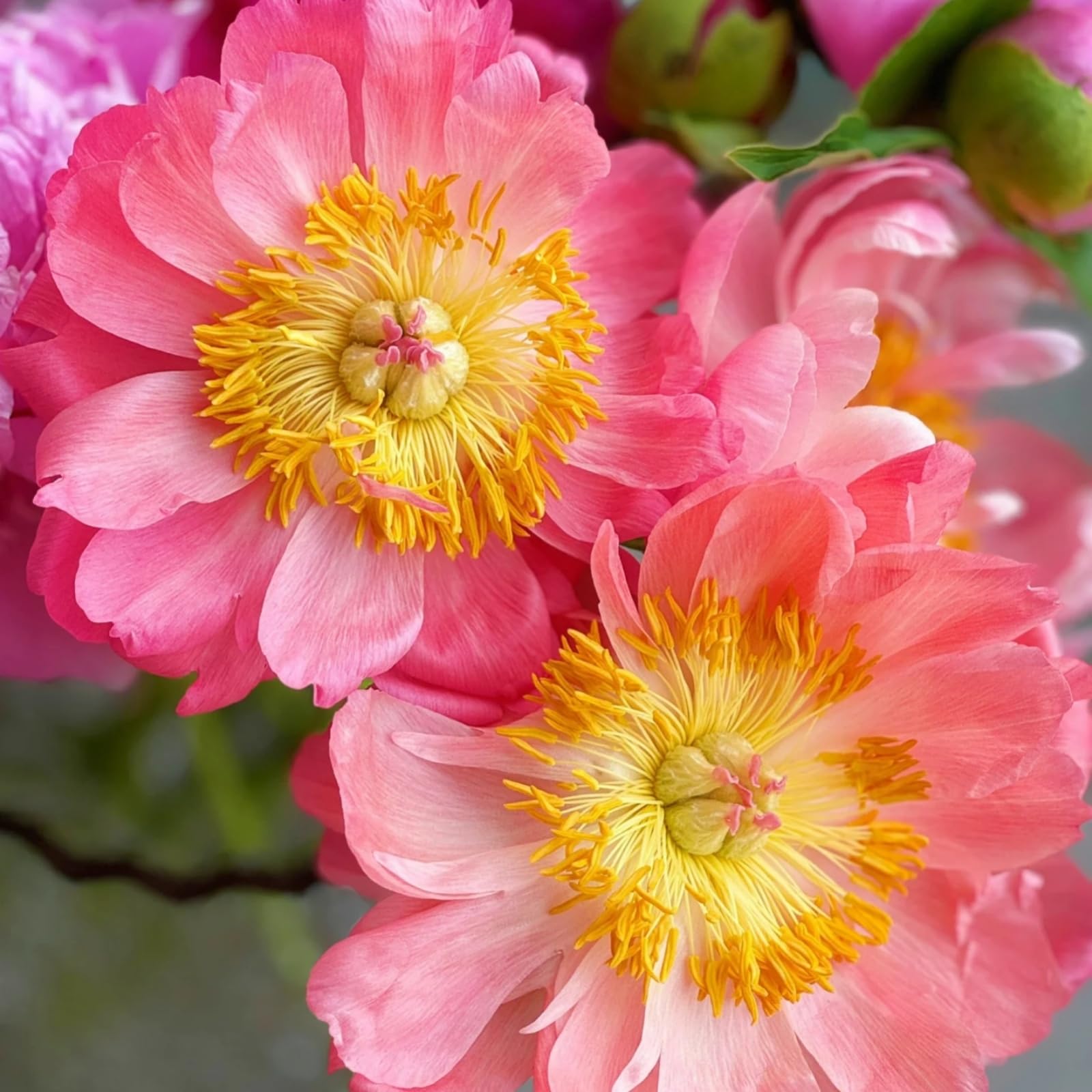 Peony Plants Bulbs Excellent Display Outdoor Perennial Balcony Garden Bulbs Can Be Potted-2bulbs-D