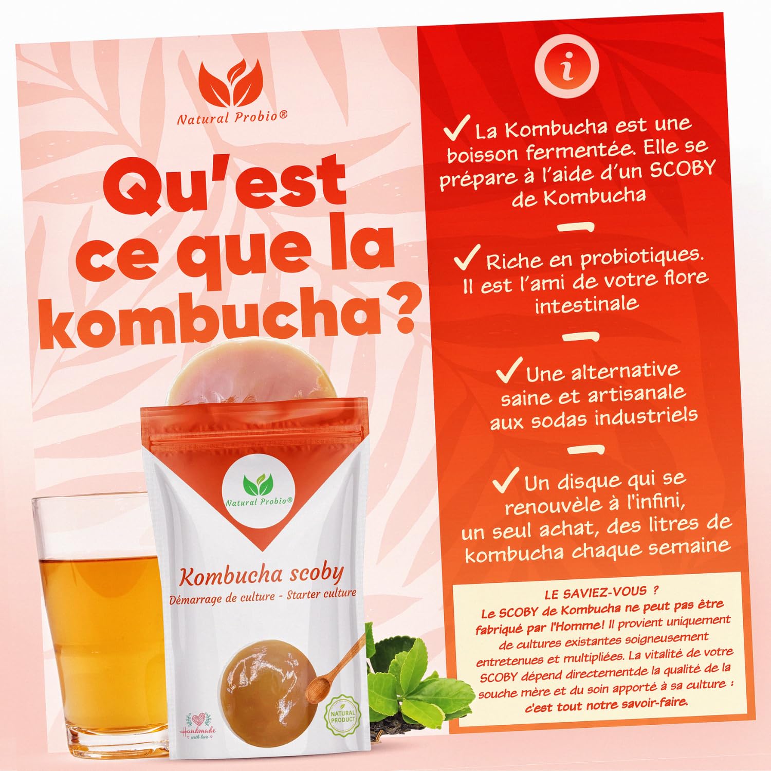 Natural Probio® Original Kombucha Scoby - Kit de démarrage de Culture - Mere de Kombucha de souche Authentique + Notice complète, Recette et Conseils + Accès Ebook offert