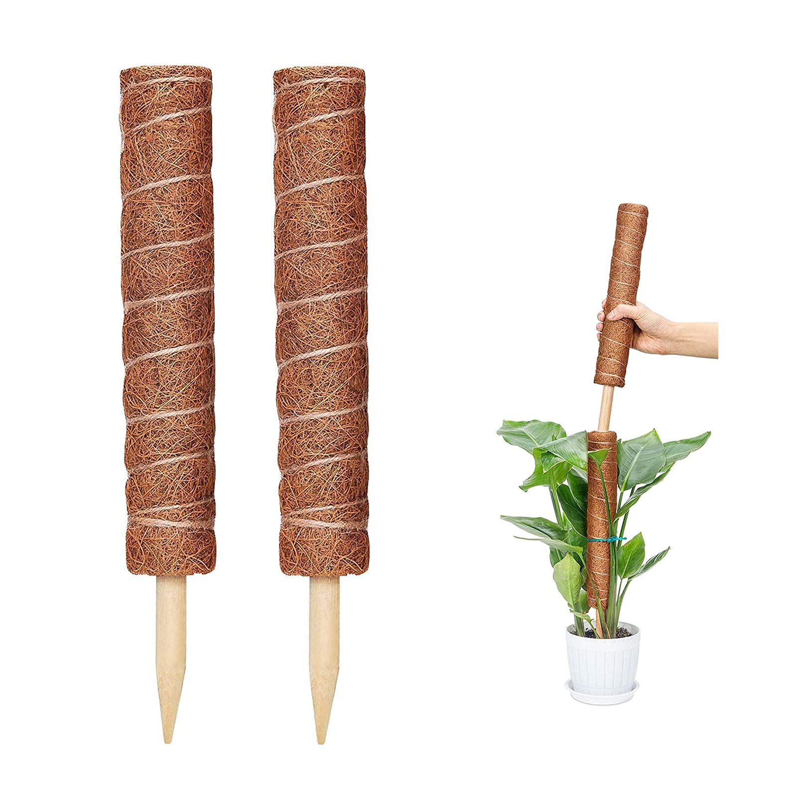 Buy Moss Pole for Climbing s Coir Totem Pole Creepers Monstera Coir
