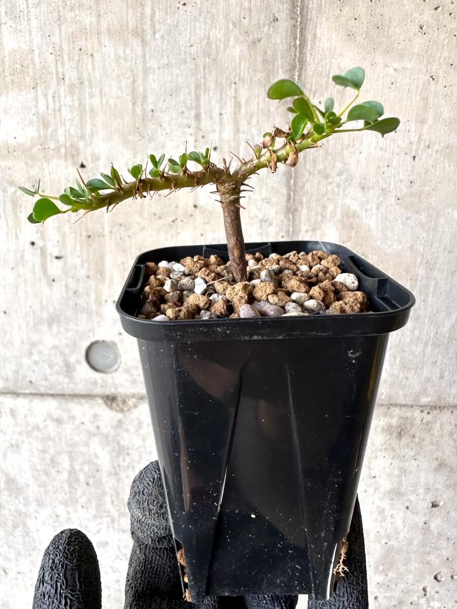 Amazon｜【現品限り】サルコカウロン・バンデリエティアエ【M64
