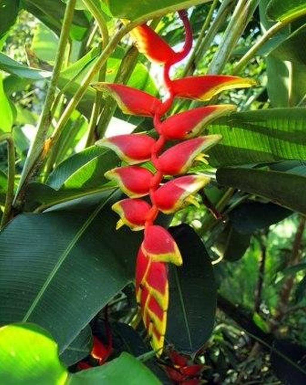 Creative Farmer Heliconia Bihai Tropical Plants (Healthy Live Plant)