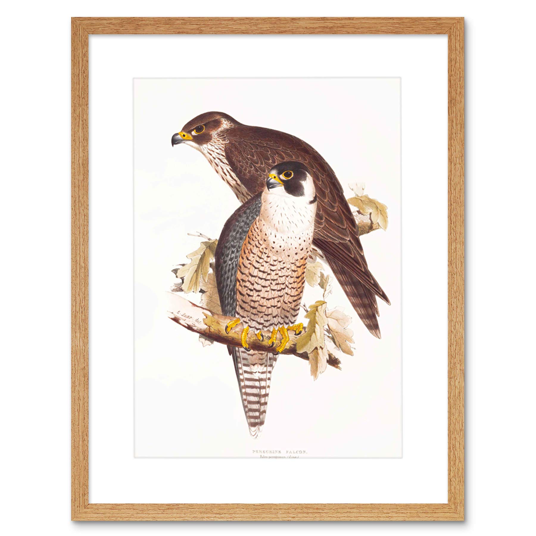Wee Blue Coo Painting Birds Gould Lear Peregrine Falcon Pair Framed Wall Art Print