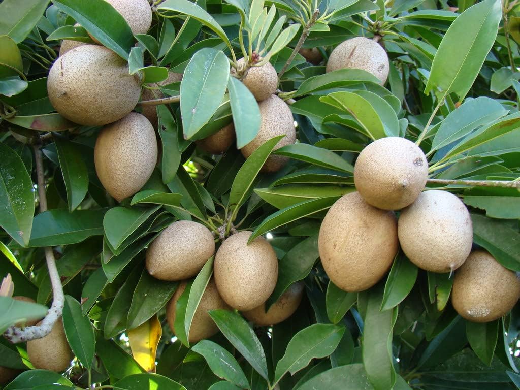 See full amazon price history chart for Bahan Traders All Time Kalapatti Sapota Chiku Sapodilla Naseberry Chikoo Grafted Live Plant (Height- 1.5 Ft To 2 Ft)- Pack of 1 Healthy Tree with a Polybag Bahan Traders All Time Kalapatti Sapota Chiku Sapodilla Naseberry Chikoo Grafted Live Plant (Height- 1.5 Ft To 2 Ft)- Pack of 1 Healthy Tree with a Polybag (B0CSWQCDZ8) Amazon Price History, Amazon Price Tracker