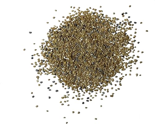 Miniatura 4 de Seed Needs Semillas mixtas de amapola somniferum para plantar, reliquia y flores anuales de polinización abierta, masas coloridas de flores