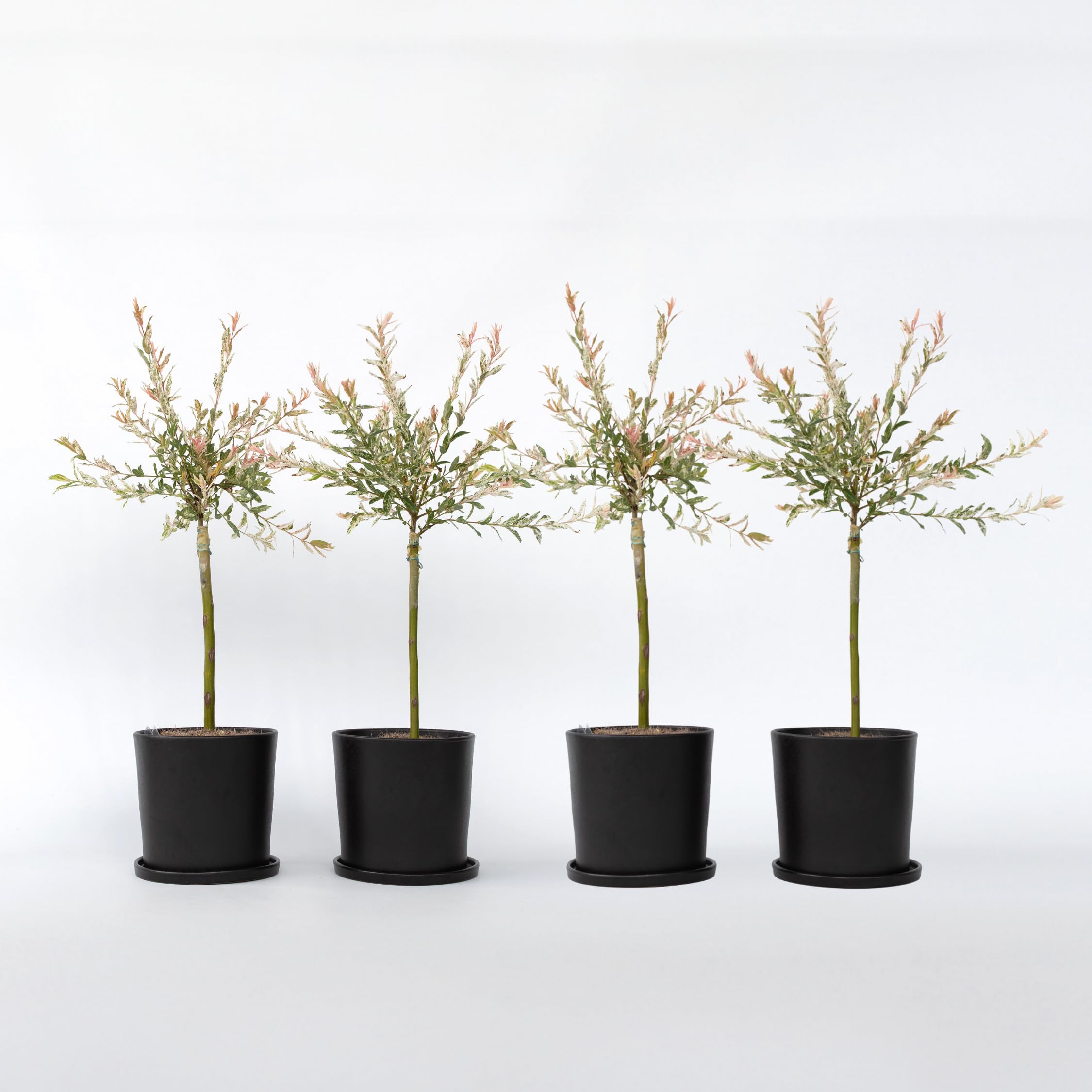 Plant in a Box - Salix integra 'Flamingo' - Set de 4 - Plante exterieur jardin persistant - Saule crevette - Robuste - Pot 17cm - Hauteur 60-80cm