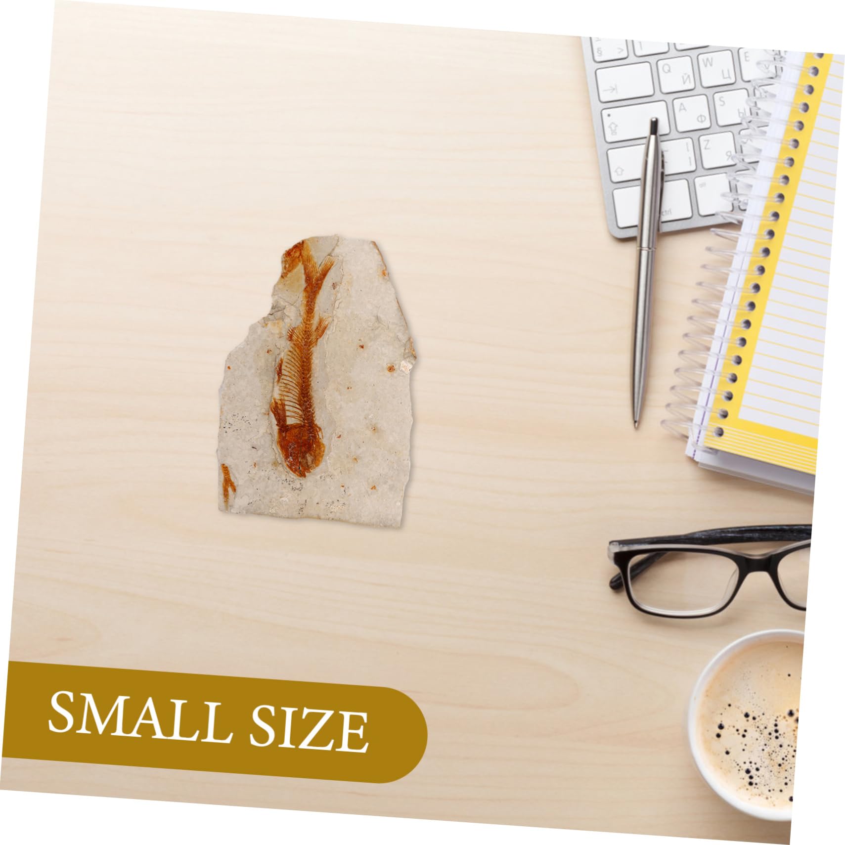 Hohopeti Wolf-finned Fish Paleontological Sea Creature Specimen Decoration Fish Specimen for Science Teaching Fish Specimen Decoration Sea Creature Specimen for Teaching