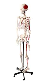 人体骨格模型 脊柱可動型の全身骨格模型 筋肉起始 170cm 等身大 高精度 Amazon.co.jp: 人体骨格模型，脊柱可動・靭帯再現・筋の着色