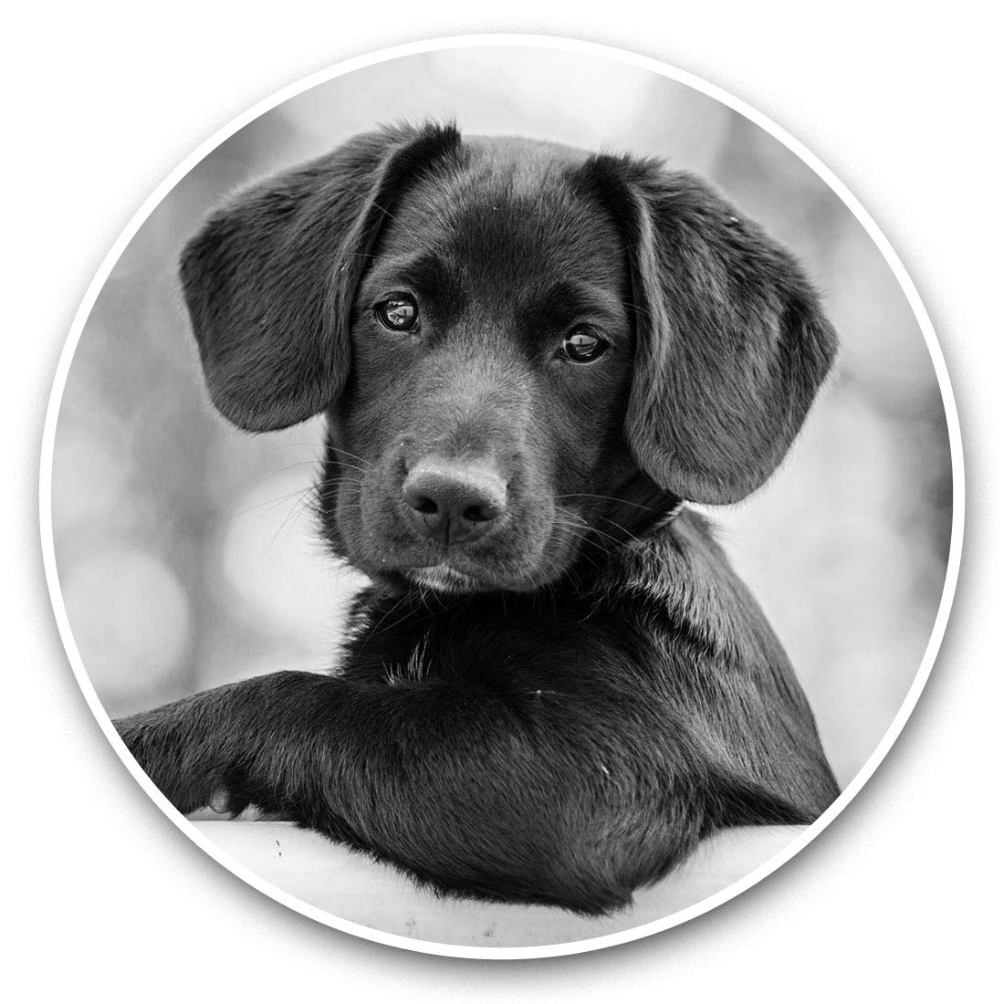 Destination Vinyl Ltd Bw Cute Black Puppy Labrador Dog 42310 2 X 15Cm Vinyl Stickers - Cute Black Puppy Labrador Dog 42310