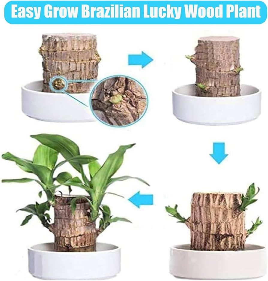 Amazon.com: Mini Brazilian Wood Plant, Brazil Lucky Wood, Fortune