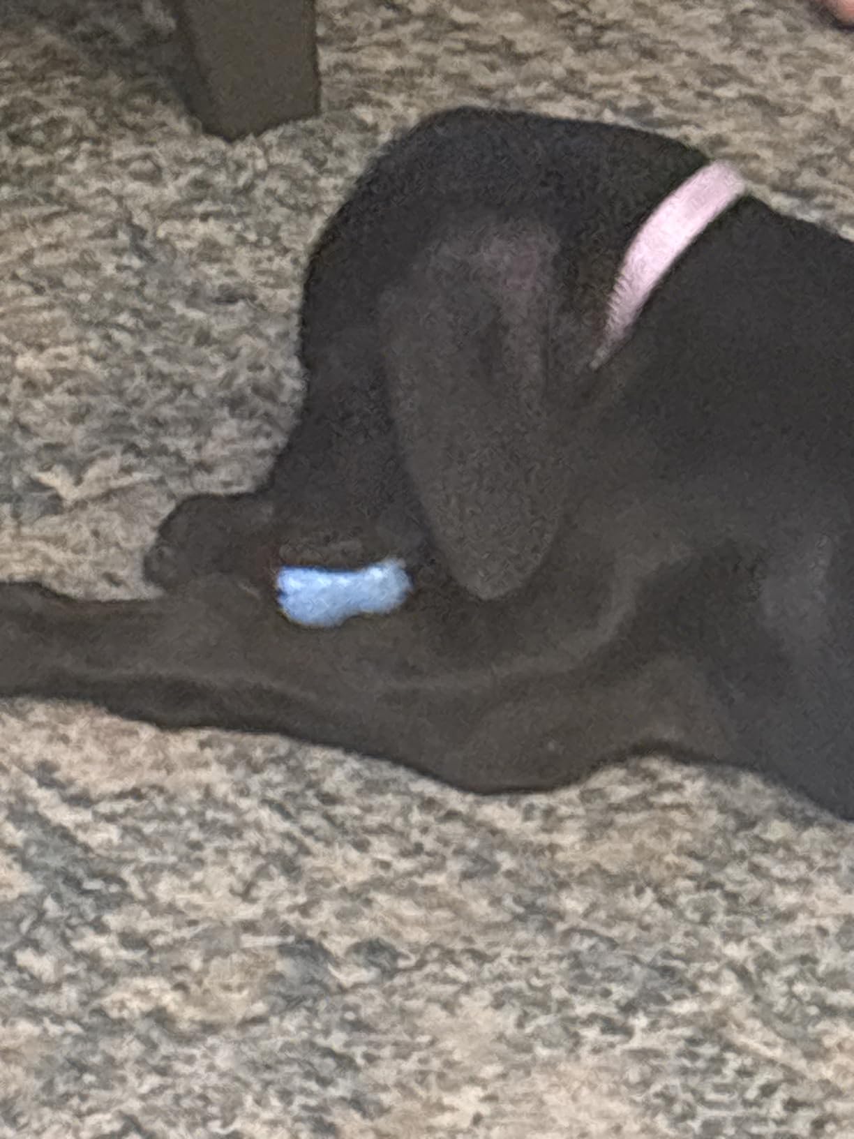 KONG Puppy Goodie Bone - Stuffable Toy for Small Puppy - Natural Rubber Chew for Puppies - Toy for Teething - for Small Puppies - Blue